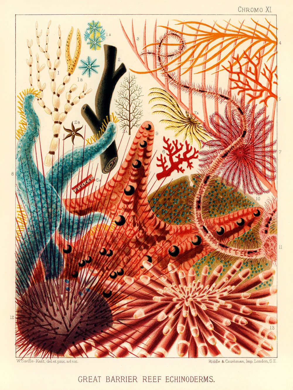 Echinoderms
