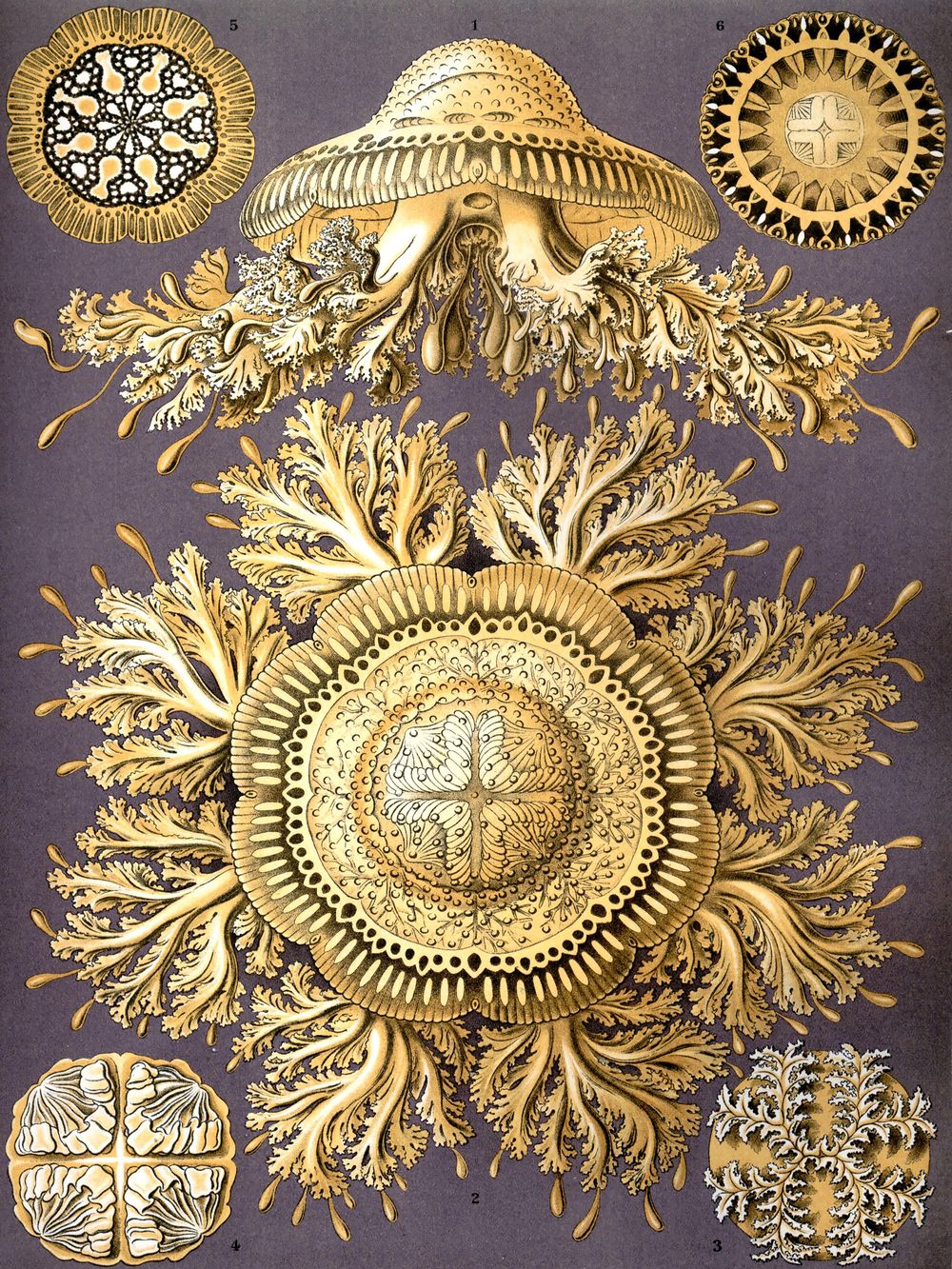 Ernst Haeckel Discomedusae - Kunstformen der Natur Vintage Print, Antique Natural History Art, Sea Life Biology Wall Art