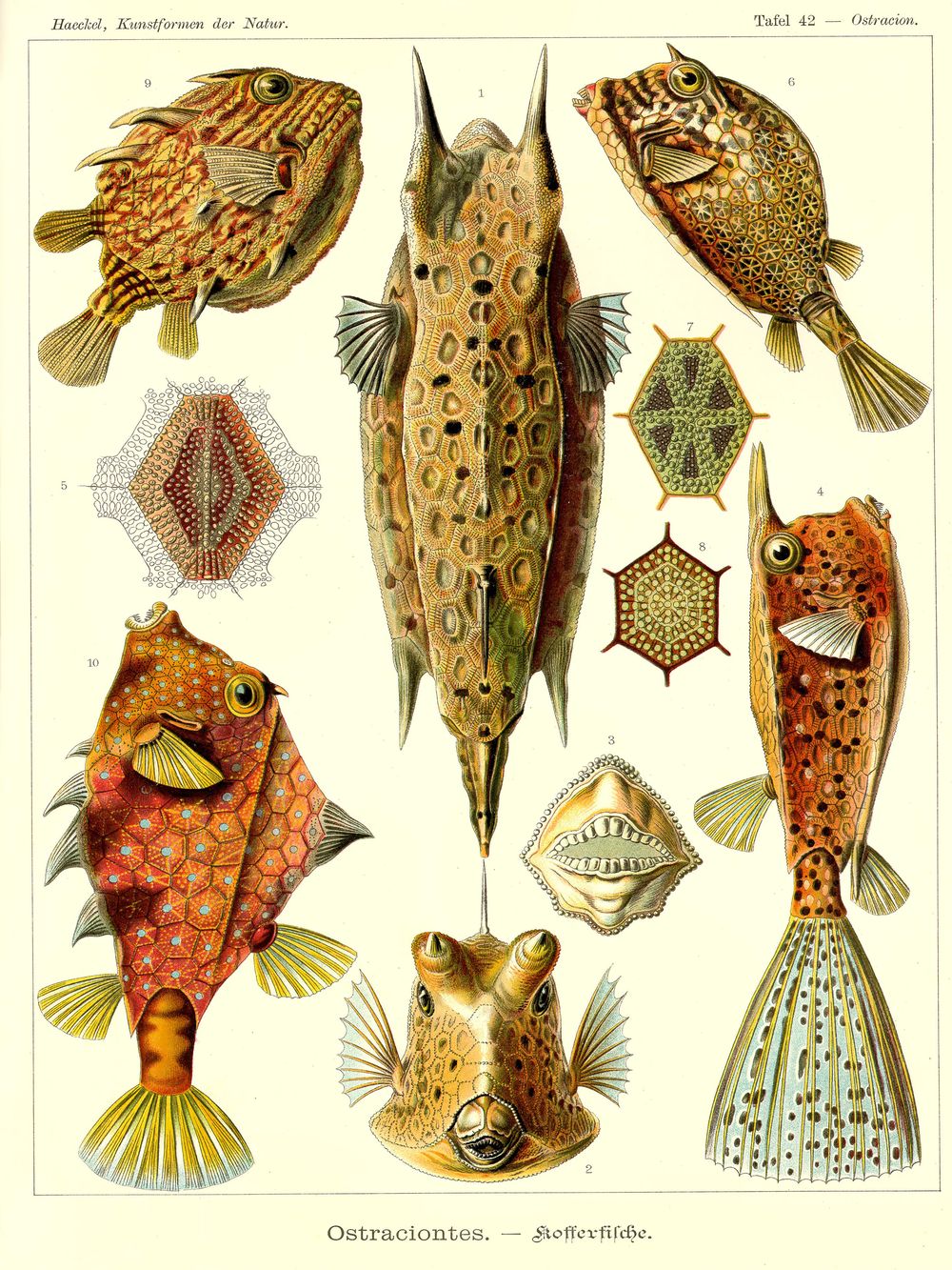 Ernst Haeckel Ostraciontes - Kunstformen der Natur Vintage Print, Antique Natural History Art, Sea Life Biology Wall Art
