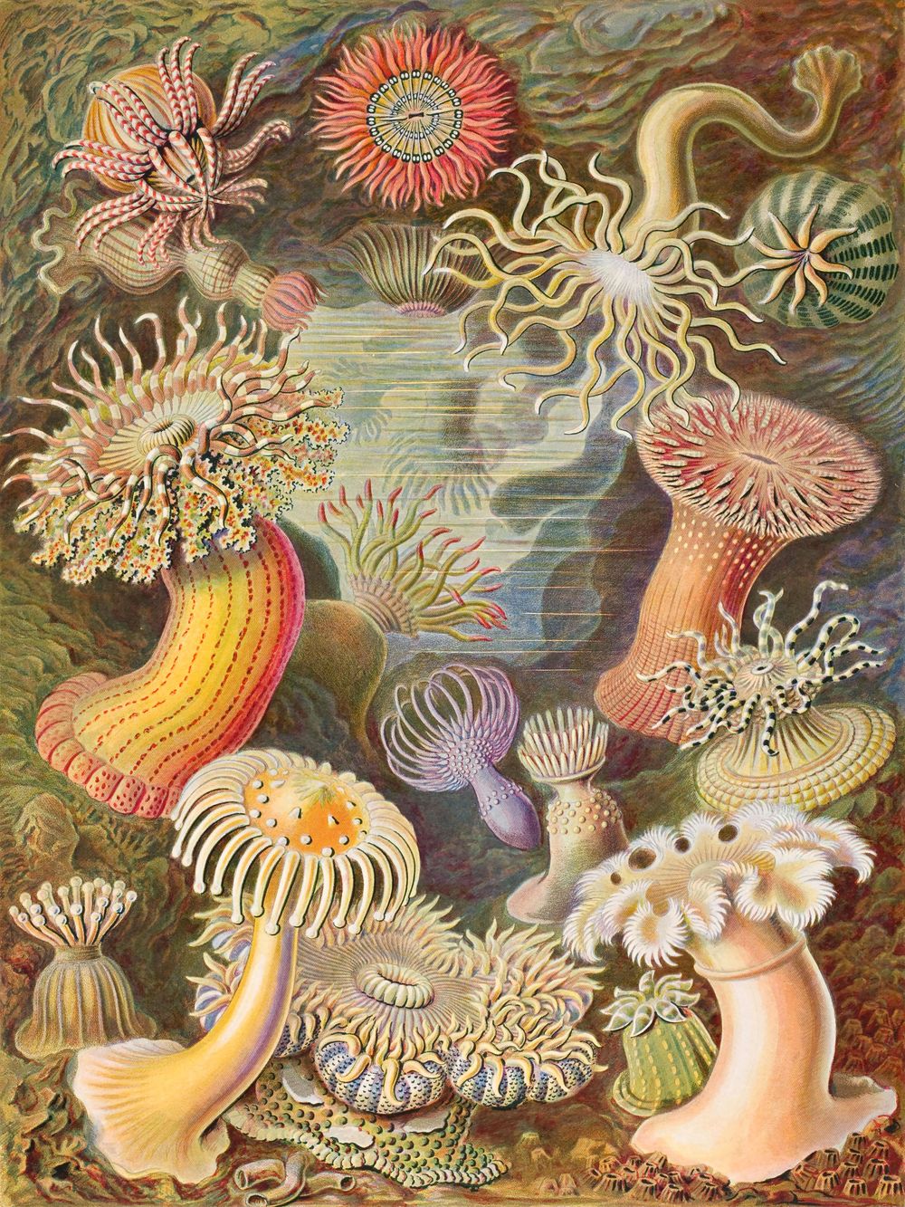 Ernst Haeckel Actiniae - Kunstformen der Natur Vintage Print, Antique Natural History Art, Sea Life Biology Wall Art