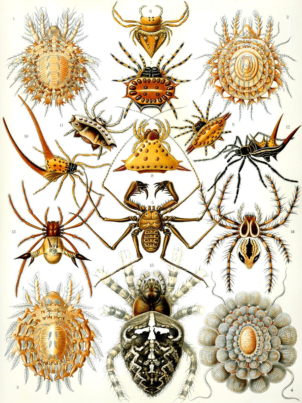 Ernst Haeckel Arachnida - Kunstformen der Natur Vintage Print, Antique Natural History Art, Sea Life Biology Wall Art
