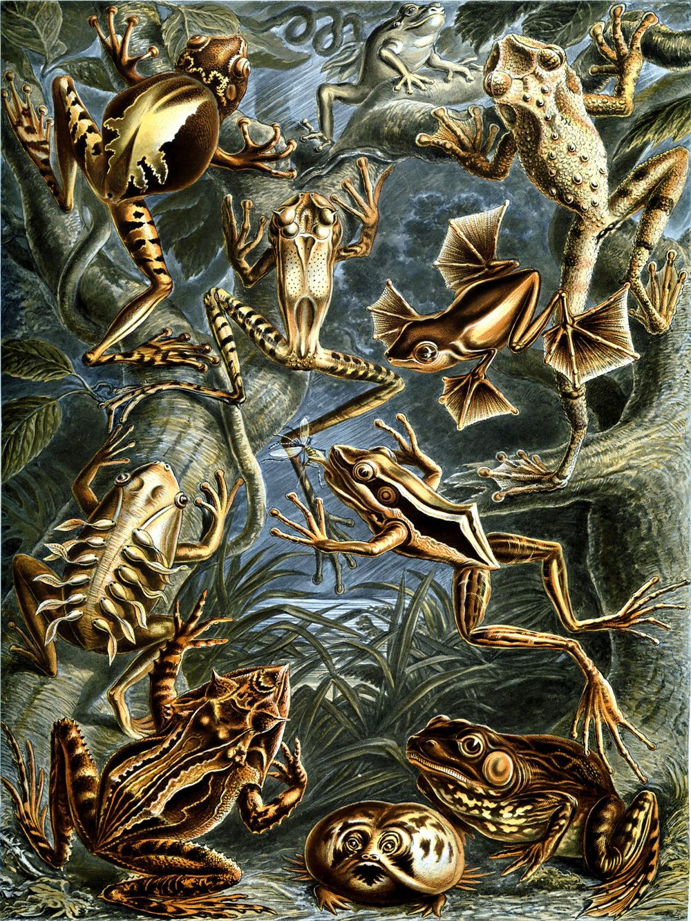 Ernst Haeckel Batrachia - Kunstformen der Natur Vintage Print, Antique Natural History Art, Sea Life Biology Wall Art