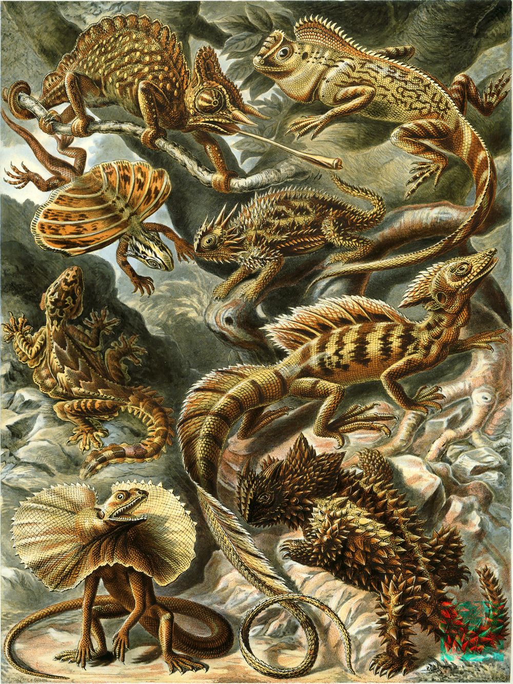 Ernst Haeckel Lacertilia - Kunstformen der Natur Vintage Print, Antique Natural History Art, Sea Life Biology Wall Art
