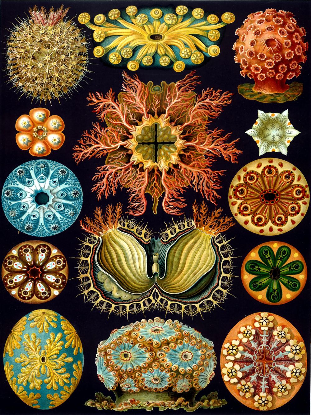 Ernst Haeckel Ascidiae - Kunstformen der Natur Vintage Print, Antique Natural History Art, Sea Life Biology Wall Art