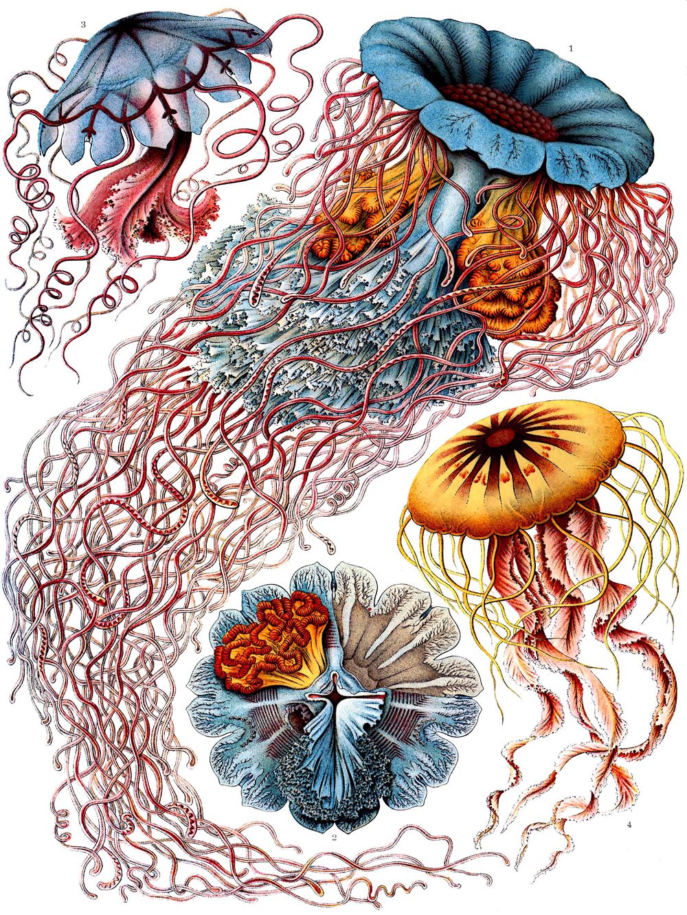 Ernst Haeckel Discomedusae - Kunstformen der Natur Vintage Print, Antique Natural History Art, Sea Life Biology Wall Art