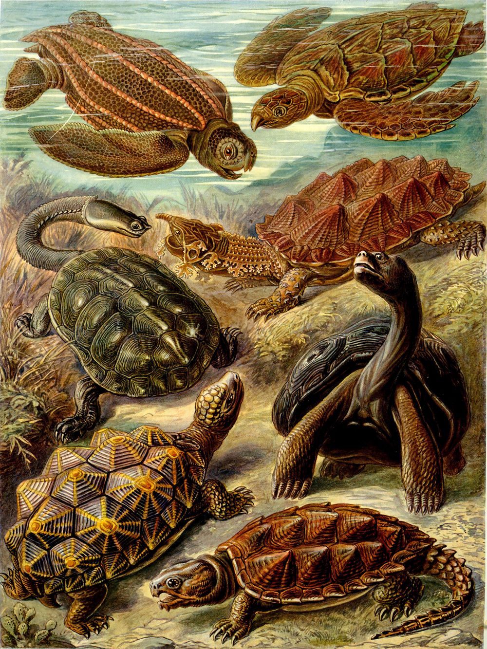 Ernst Haeckel Chelonia - Kunstformen der Natur Vintage Print, Antique Natural History Art, Sea Life Biology Wall Art