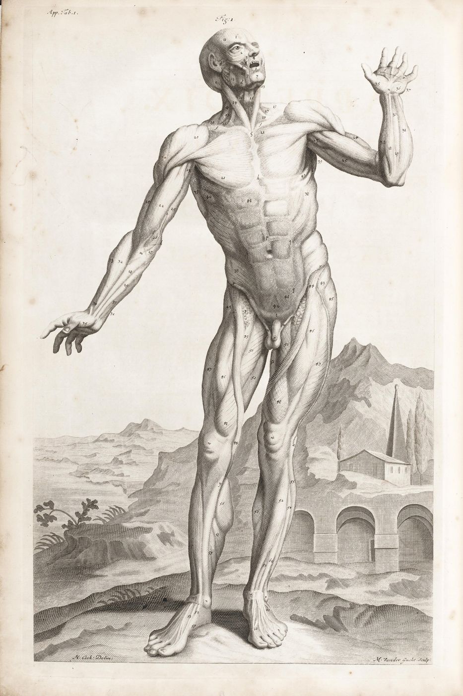 Vintage Anatomy Print No. 12 - Antique Human Anatomy Illustration, Medical Wall Art, Dark Academia Decor, Doctor Gift