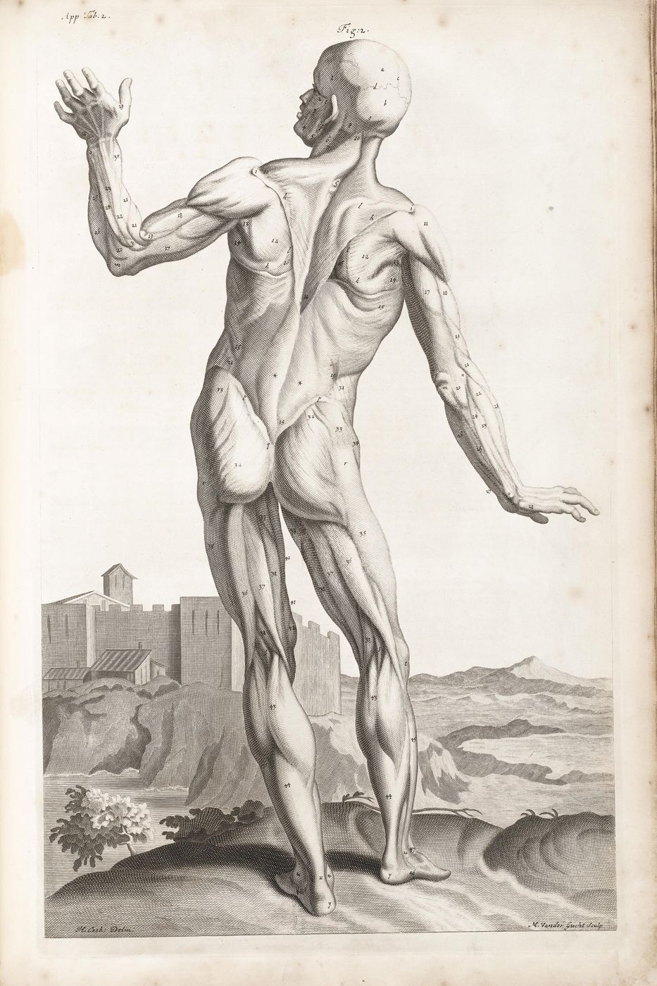 Antique Anatomy Print No. 13 - Vintage Human Body Illustration, Medical Wall Art, Dark Academia Study Decor, Doctor Gift
