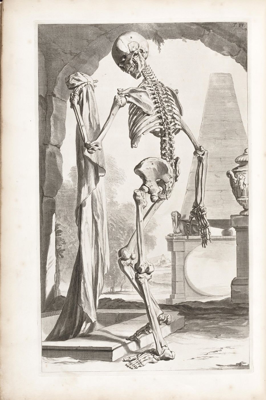 Vintage Anatomy Print No. 104 - Antique Human Anatomy Illustration, Medical Wall Art, Dark Academia Decor, Doctor Gift
