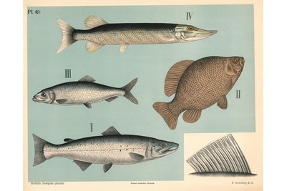 Antique Soft-Finned Fishes Plate II - Vintage Ichthyology Natural History Print, Marine Fish Wall Art, Coastal Poster