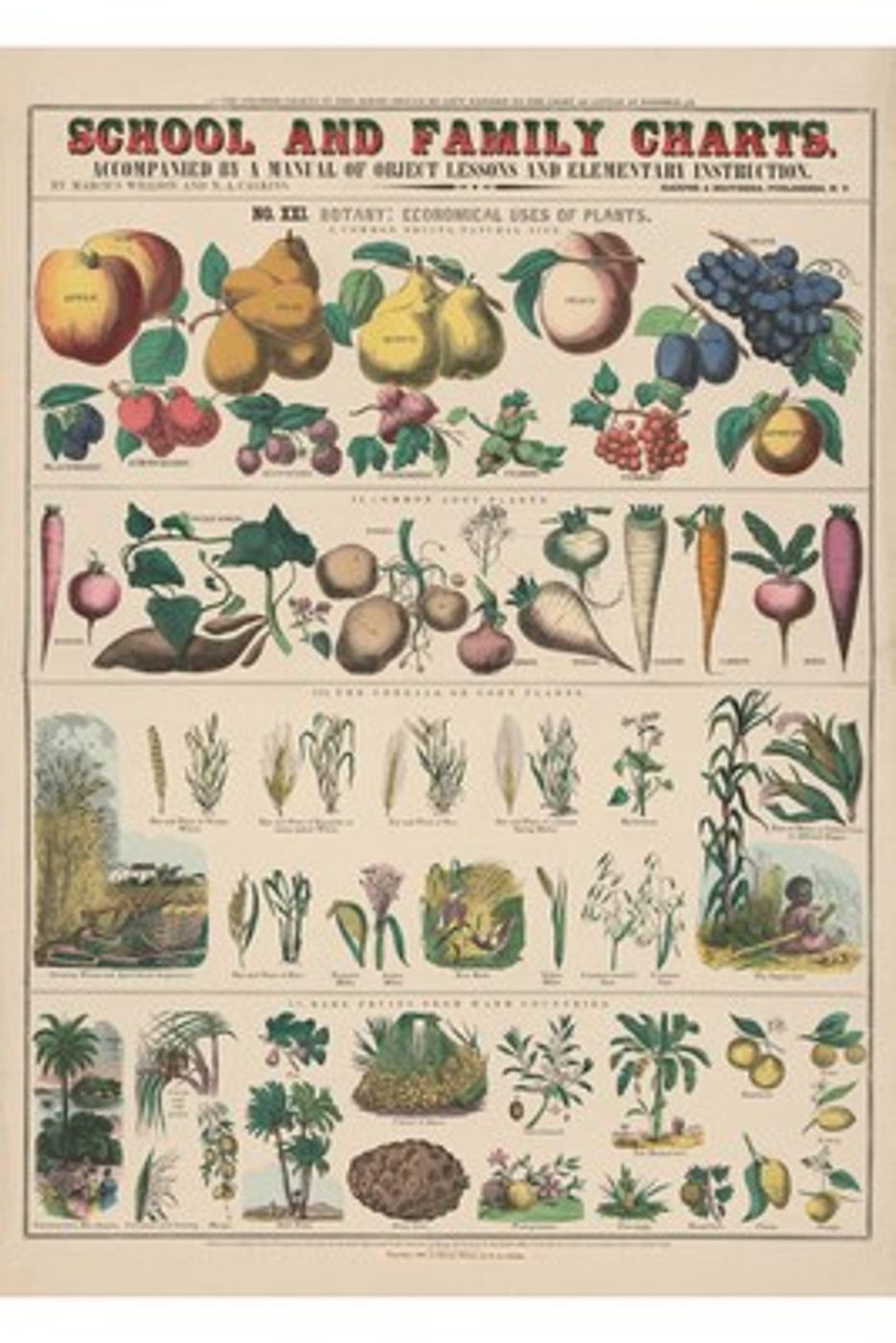 Antique Vegetables Chart - Vintage School Educational Print, Botanical Vegetable Wall Art, Farmhouse Kitchen Poster