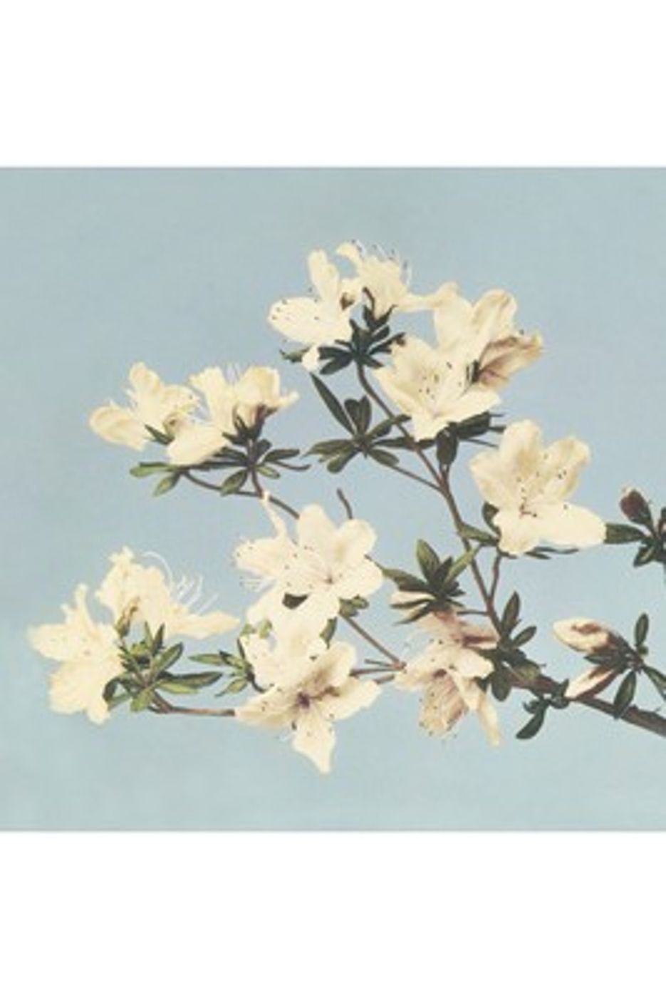 Japanese Azaleas by Ogawa Kazumasa - Vintage Hand-Colored Print, Pink Azalea Flower Wall Art, Botanical Poster