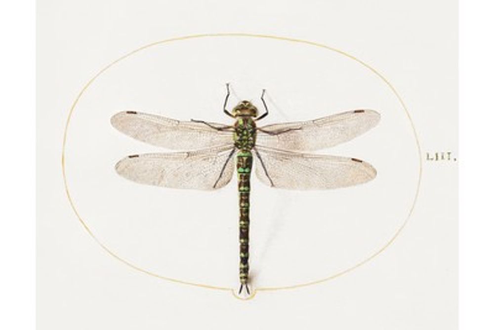 Antique Dragonfly Print - Vintage Natural History Illustration, Entomology Insect Wall Art, Cottagecore Poster