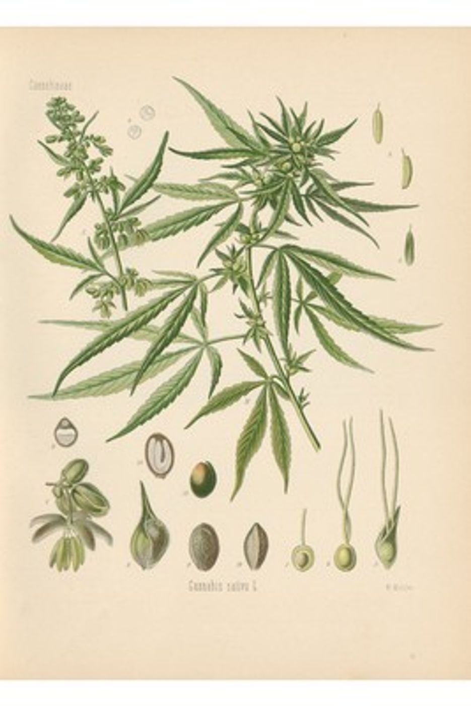 Cannabis Sativa Botanical Print by Gustav Pabst - Vintage Kohler Medicinal Plant Illustration, Antique Botanical Wall Art