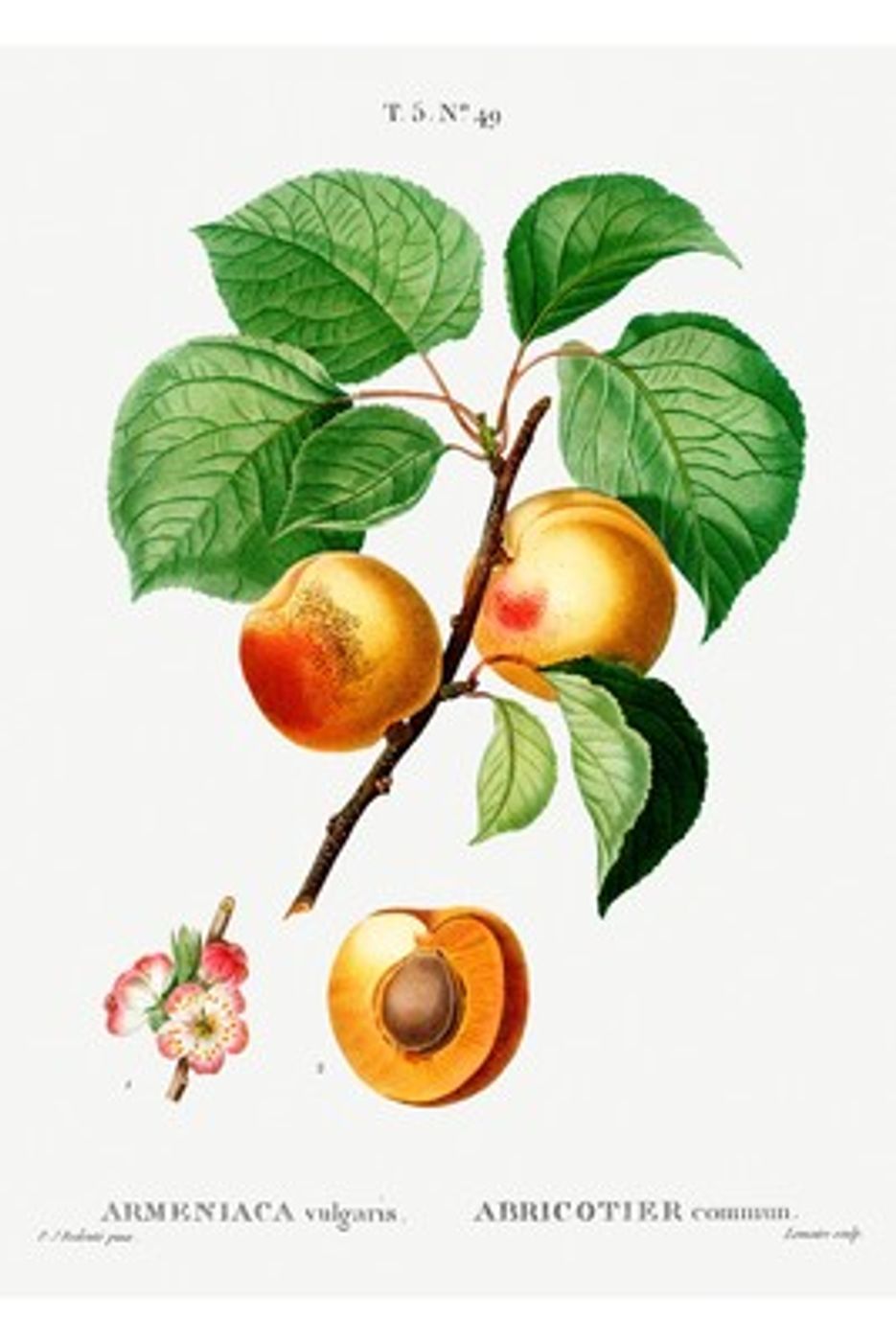 Apricot Botanical Print (Armeniaca vulgaris) - Vintage Fruit Tree Illustration, Antique Traite des Arbres Wall Art, Kitchen Poster
